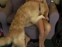 [ Beastiality Porn Movie ] Inviting dark brown bitch on her knees engulfing her chap during the time that being satisfied by the family pet